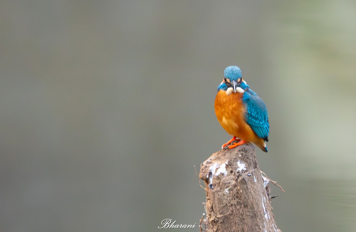Common Kingfisher - ML646959219