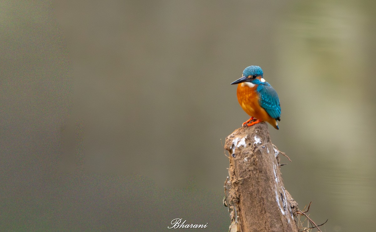 Common Kingfisher - ML646959220