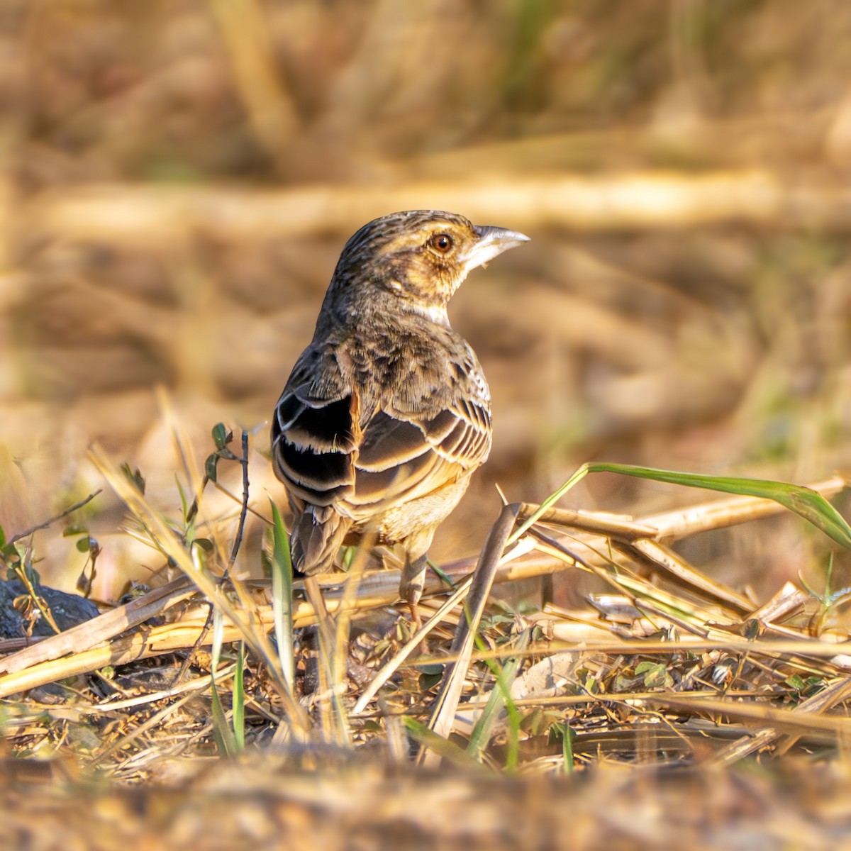 Bengal Bushlark - ML646959224
