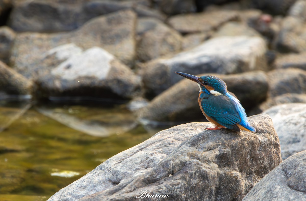Common Kingfisher - ML646959230