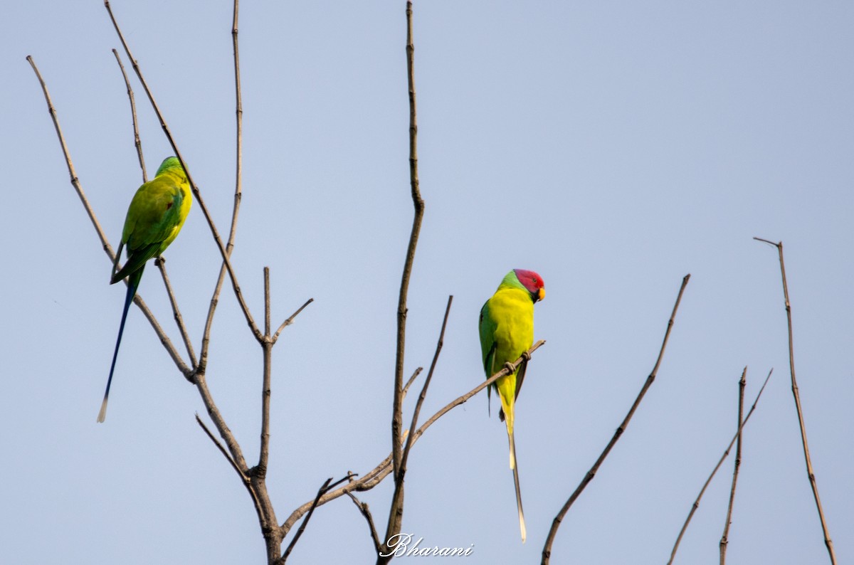 Plum-headed Parakeet - ML646959232