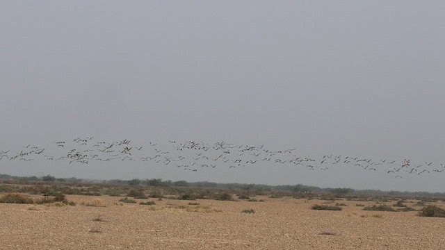 Common Crane - ML646959234