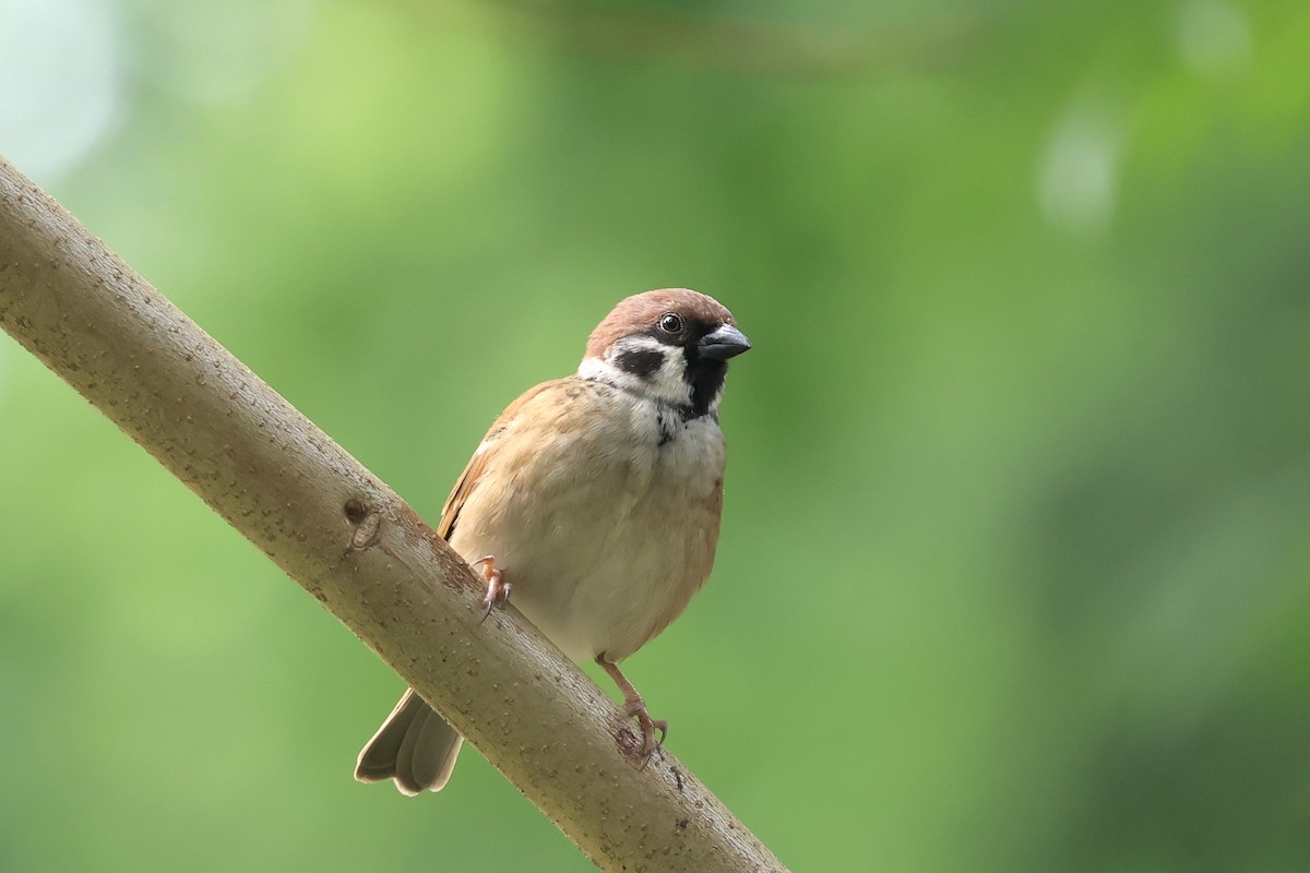 Gorrión Molinero - ML646959240