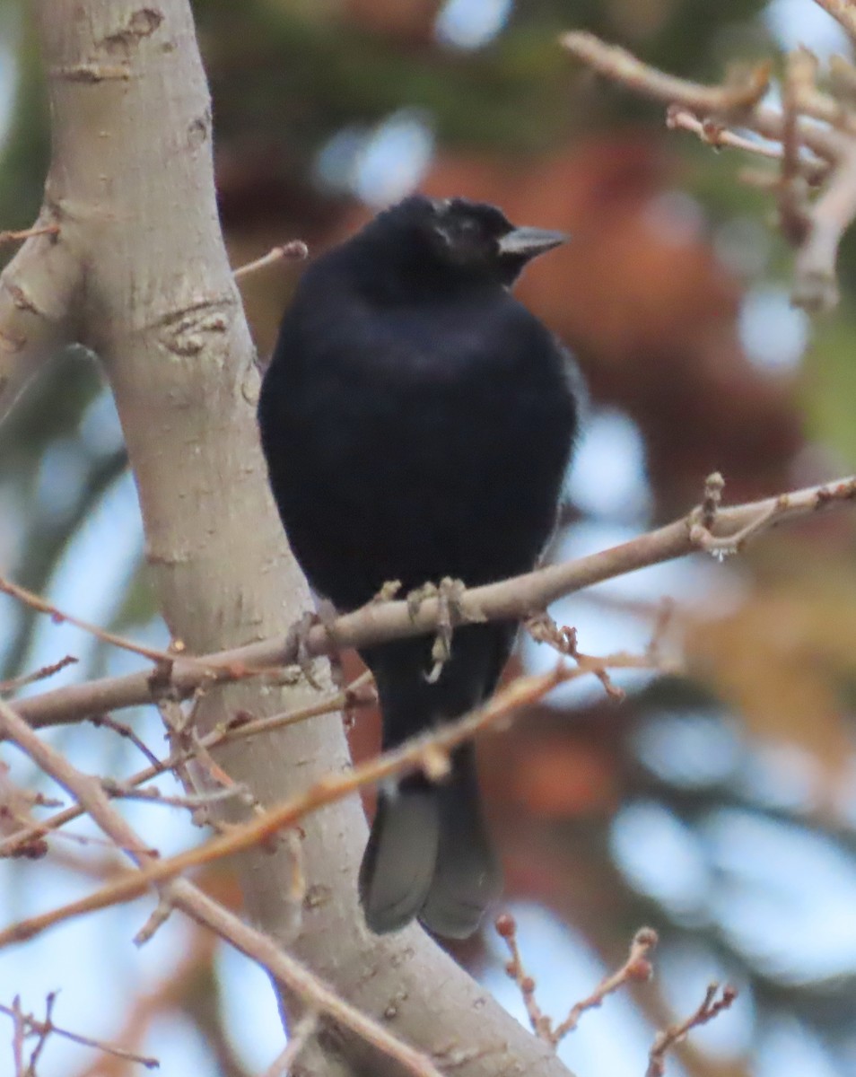 Вашер короткодзьобий - ML646959242