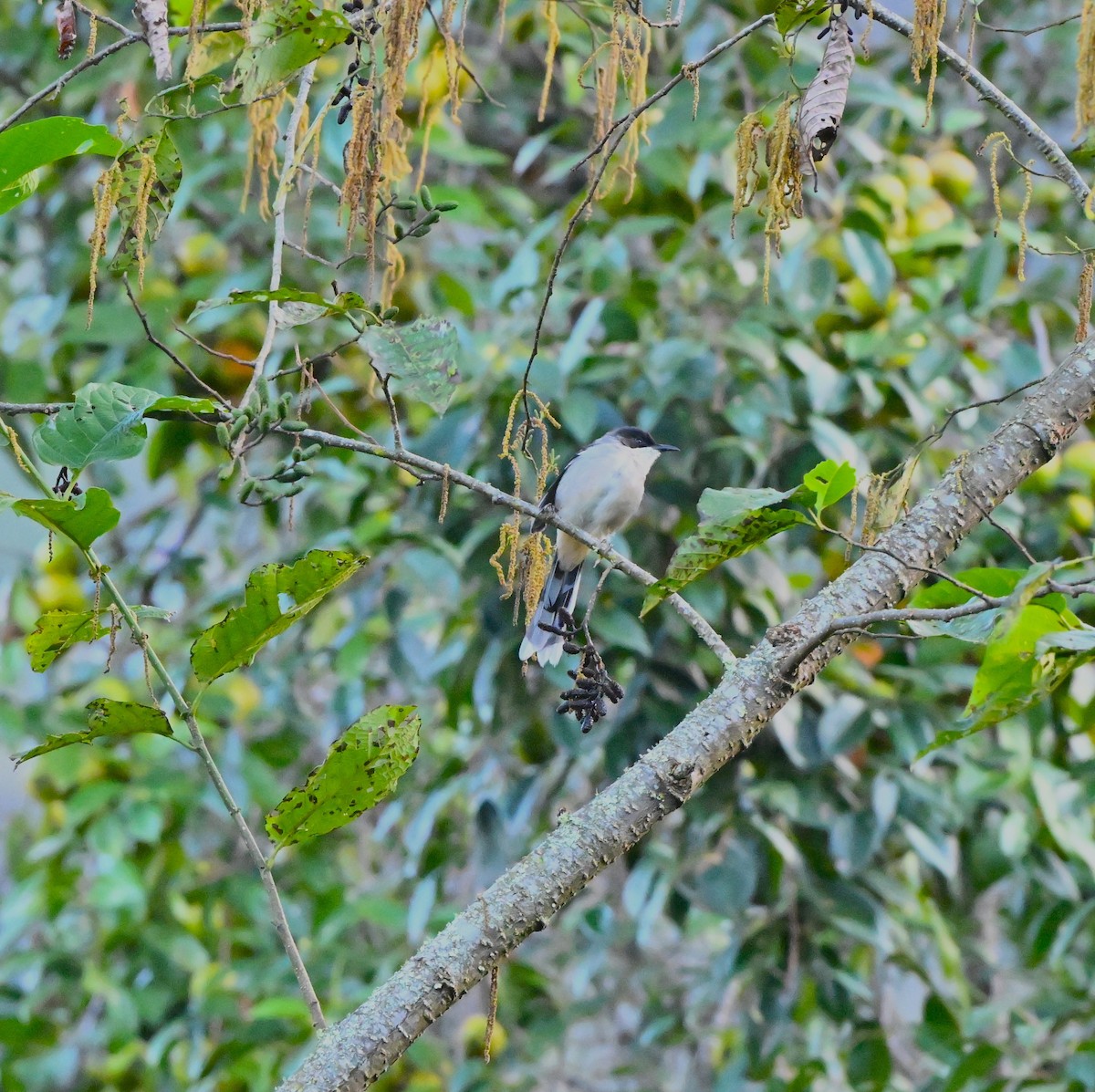 gråsibia - ML646959243