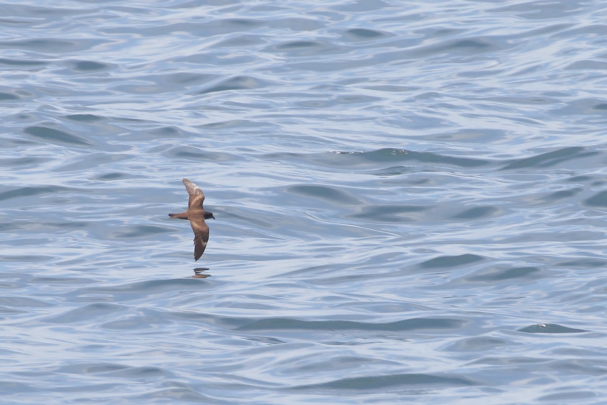 Малая качурка - ML646959244