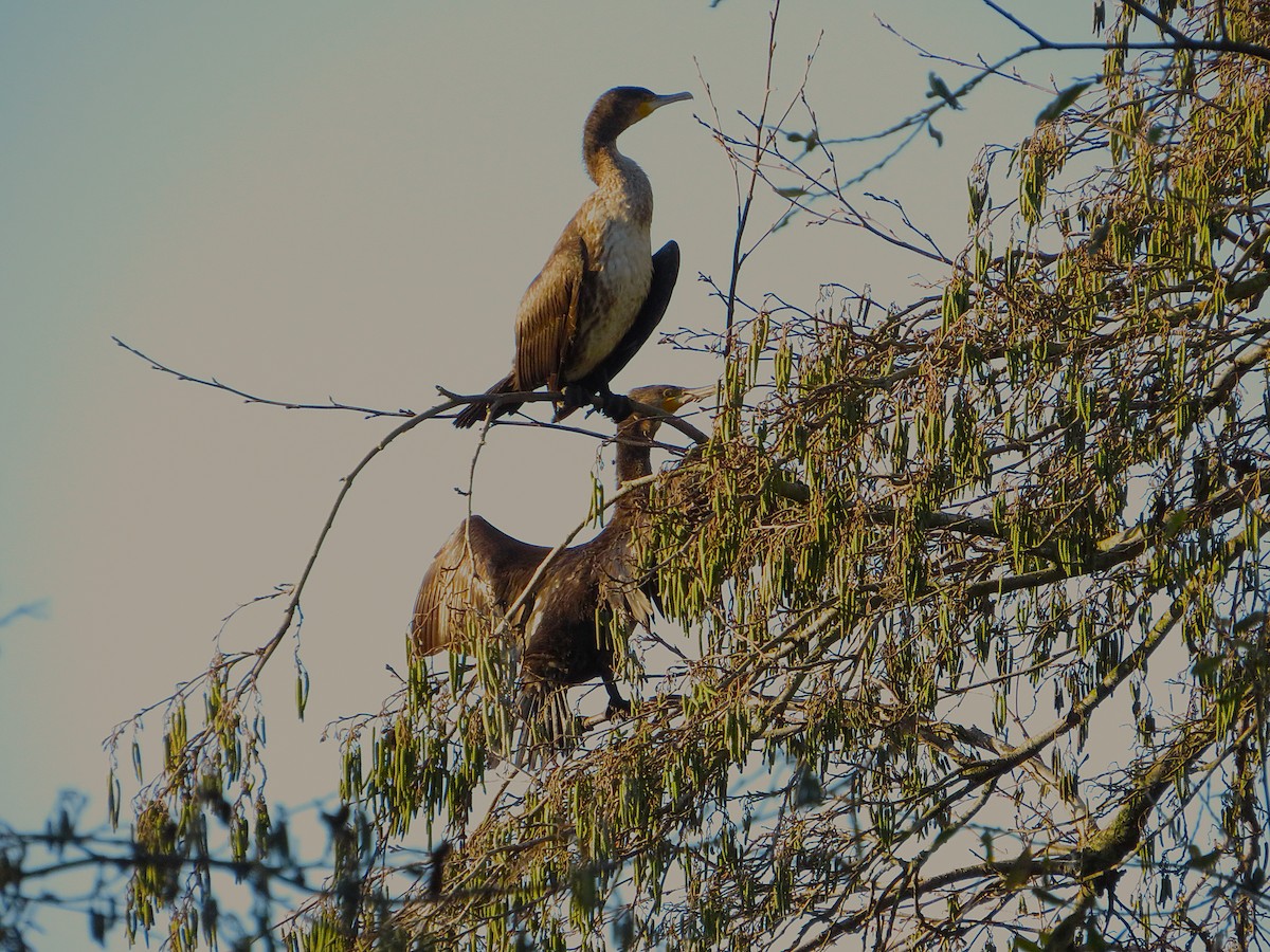 kormorán velký - ML646959245