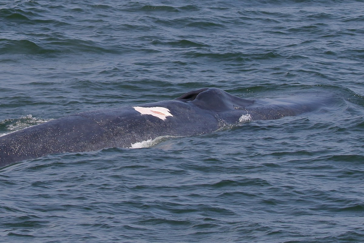 Голубой кит - ML646959248