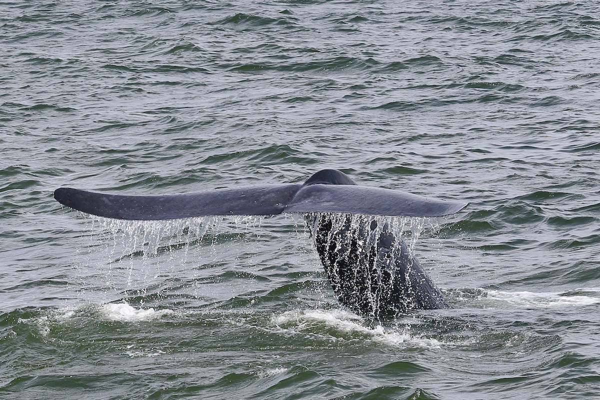 Голубой кит - ML646959249