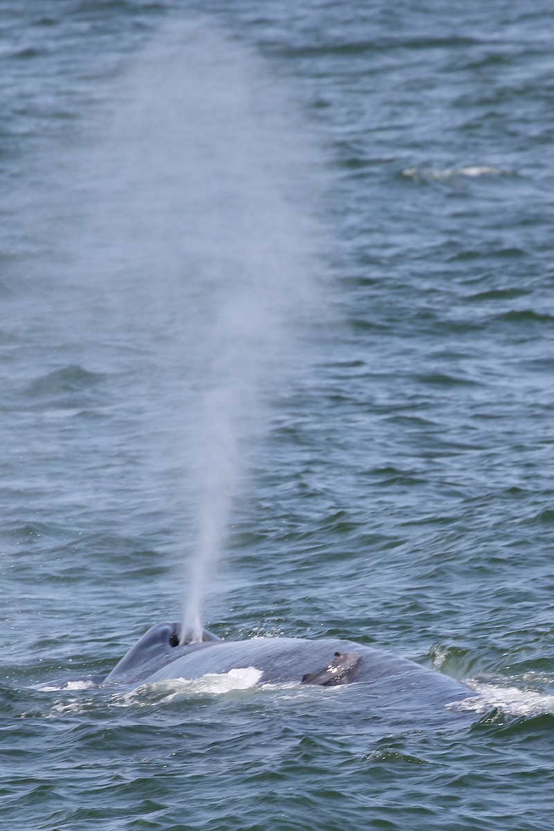 Голубой кит - ML646959250