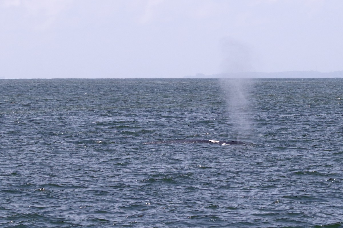 Голубой кит - ML646959251