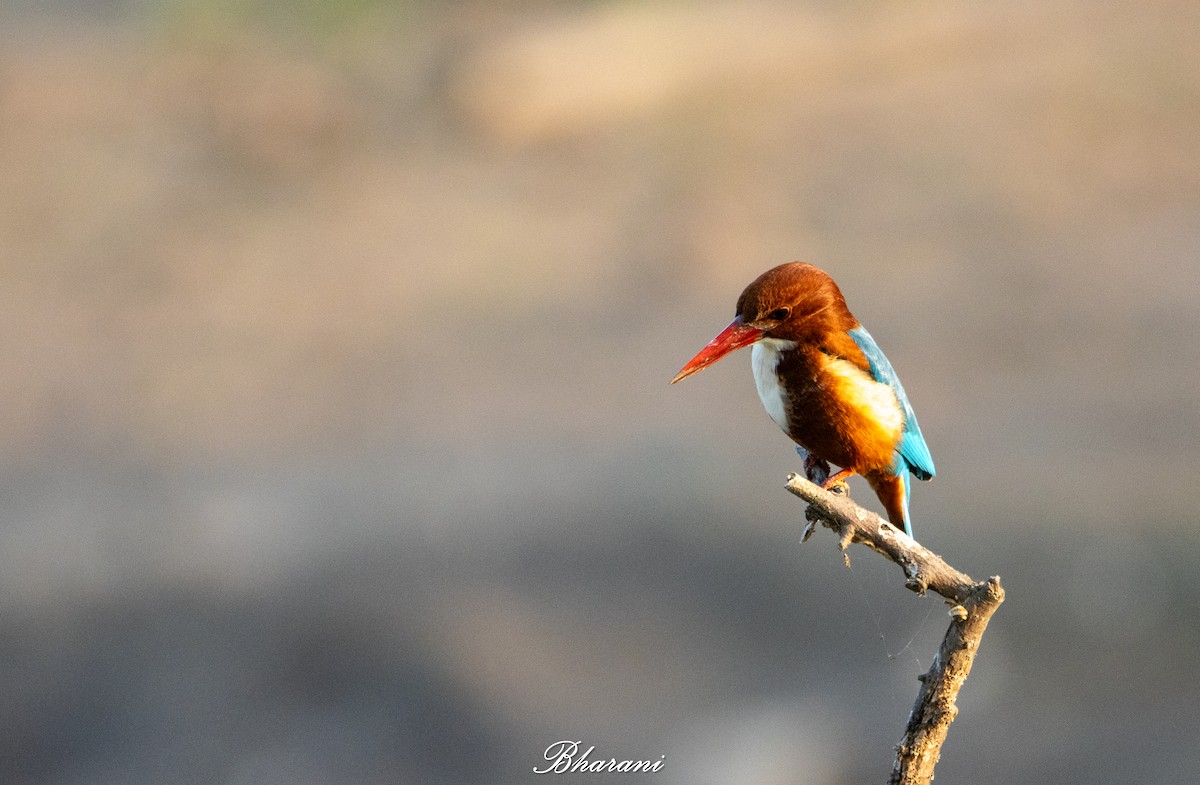 White-throated Kingfisher - ML646959259
