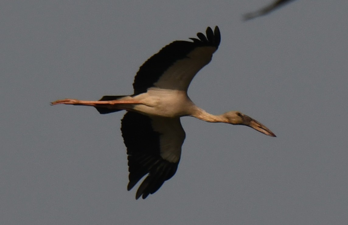 Лелека-молюскоїд індійський - ML646959260