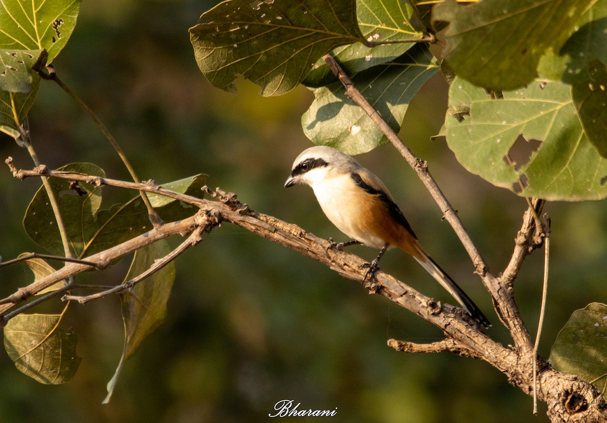Сорокопуд довгохвостий - ML646959265
