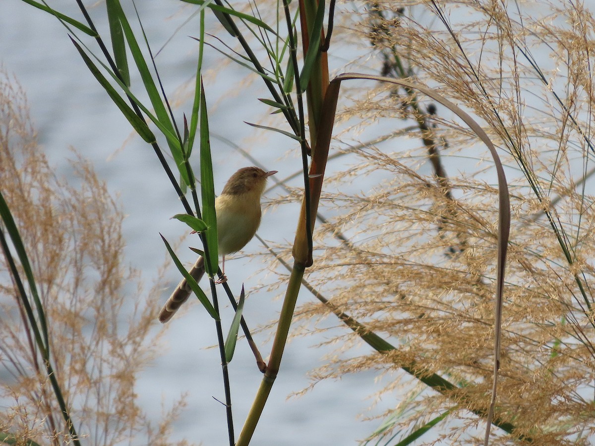 Plain Prinia - ML646959268