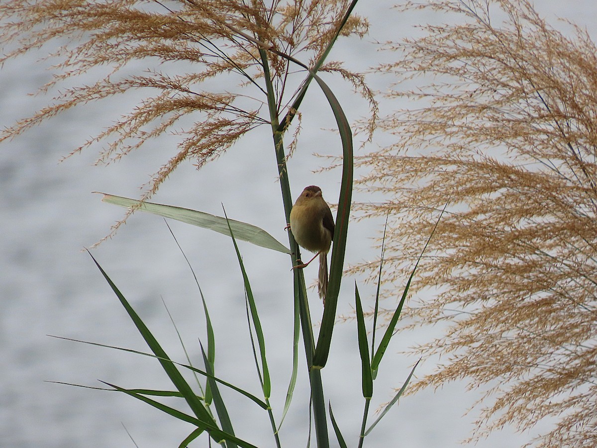 Plain Prinia - ML646959269