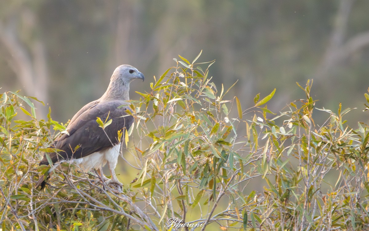 Gray-headed Fish-Eagle - ML646959272