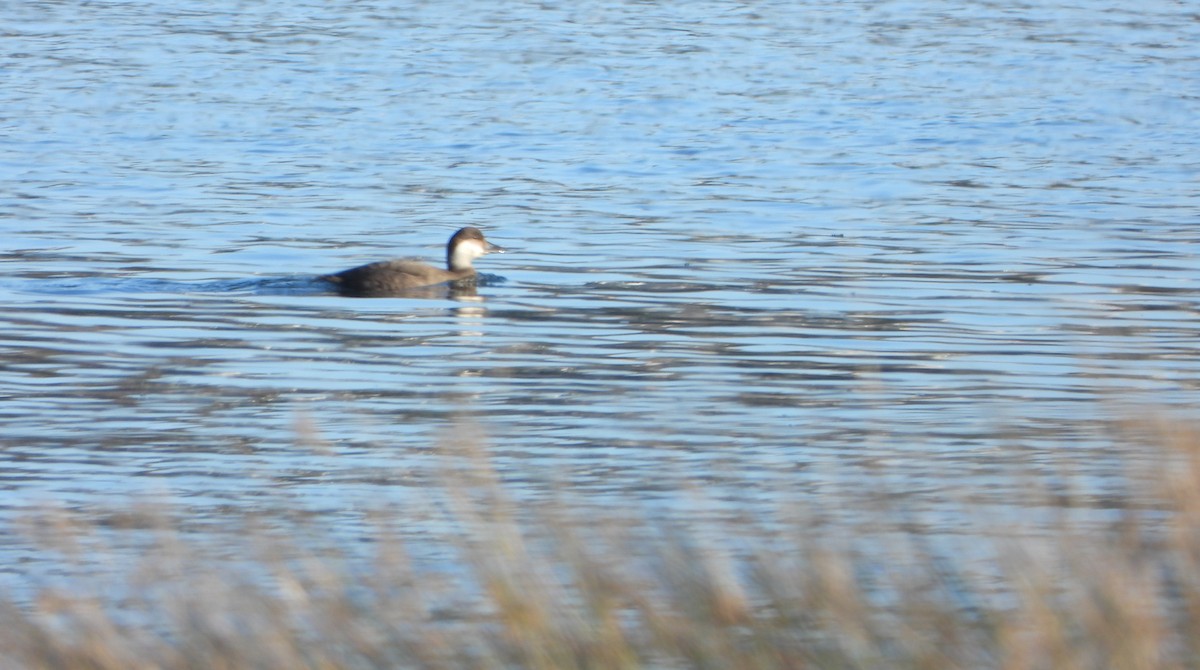 Common Scoter - ML646959273