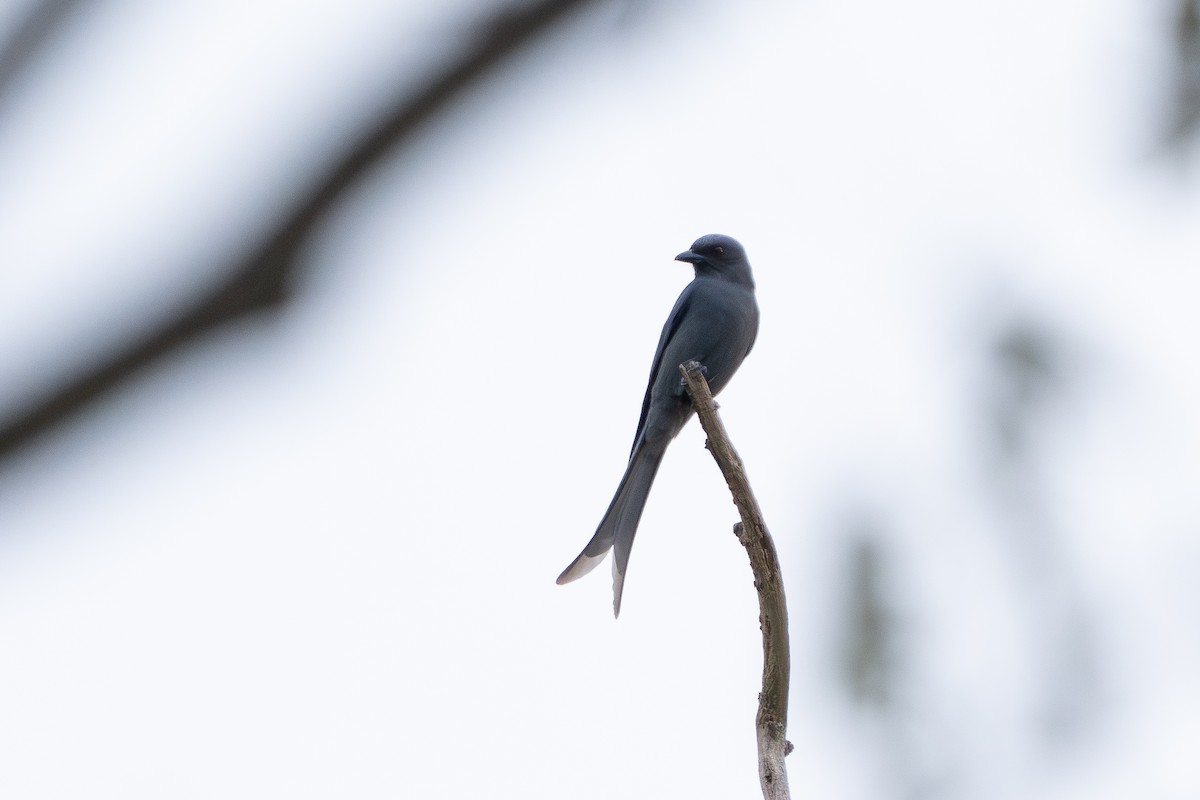 Ashy Drongo - ML646959280