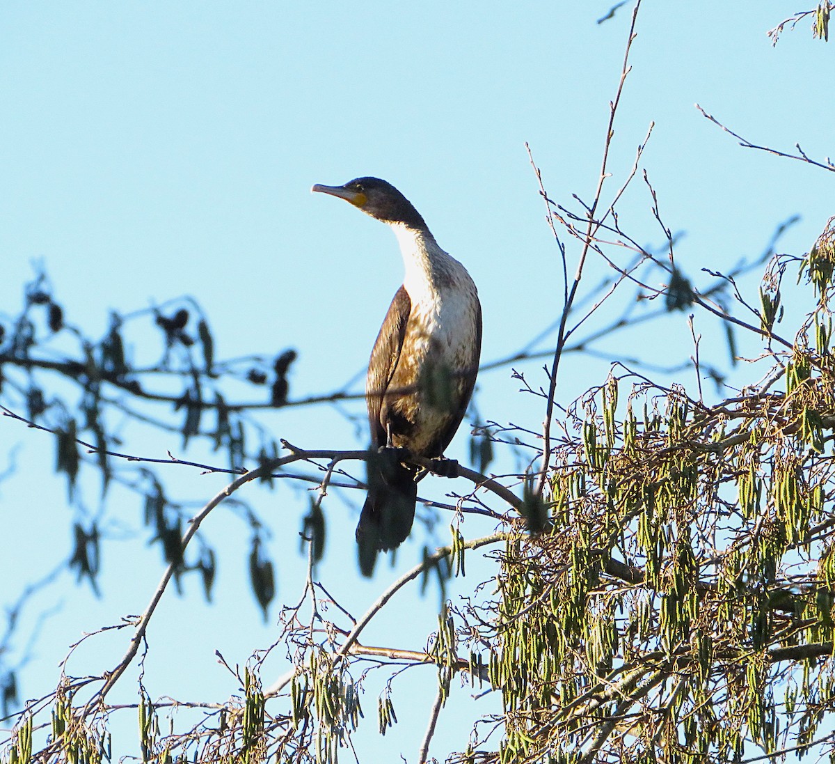 kormorán velký - ML646959281