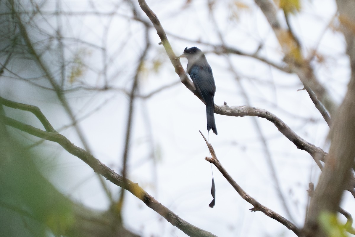Greater Racket-tailed Drongo - ML646959283