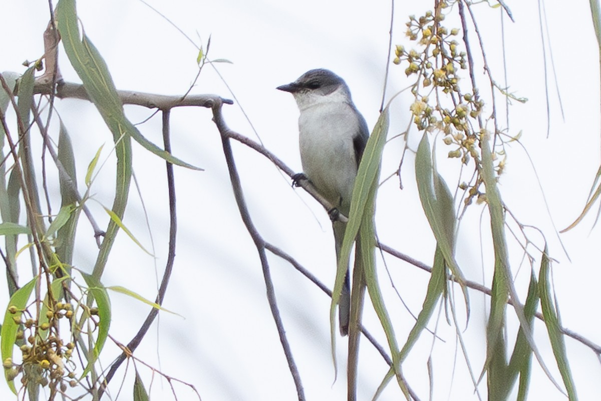 Minivet Ceniciento - ML646959285