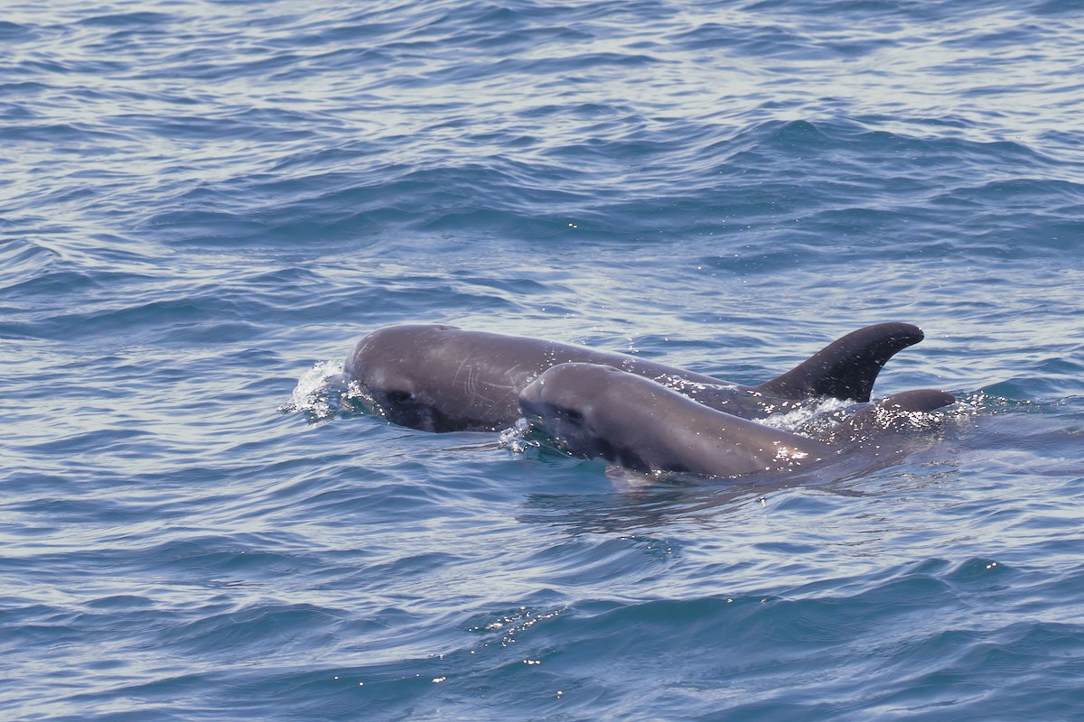 Серый дельфин - ML646959305