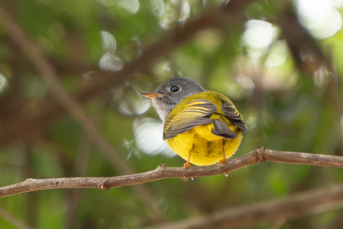 Gray-headed Canary-Flycatcher - ML646959308