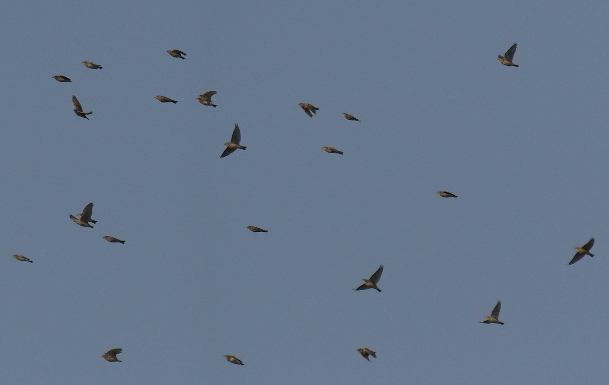 Mongolian Short-toed Lark - ML646959310