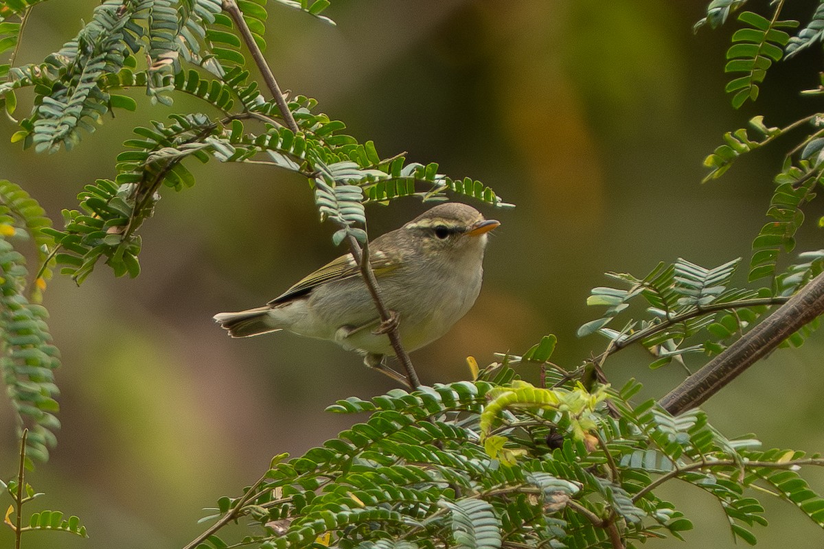 Two-barred Warbler - ML646959311