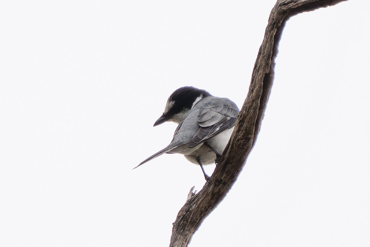 Minivet Ceniciento - ML646959316