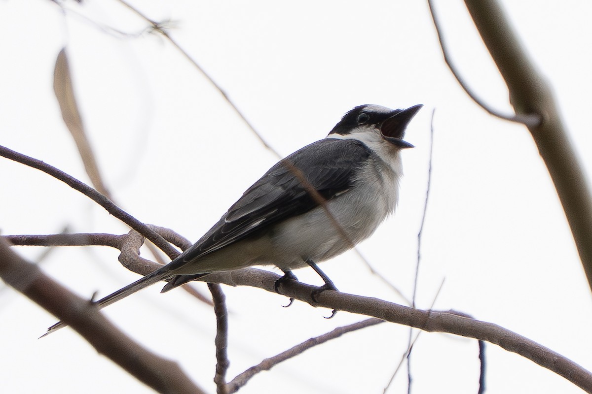 Minivet Ceniciento - ML646959317