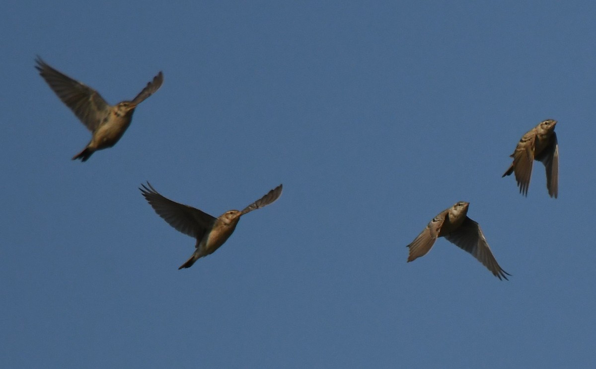 Mongolian Short-toed Lark - ML646959318