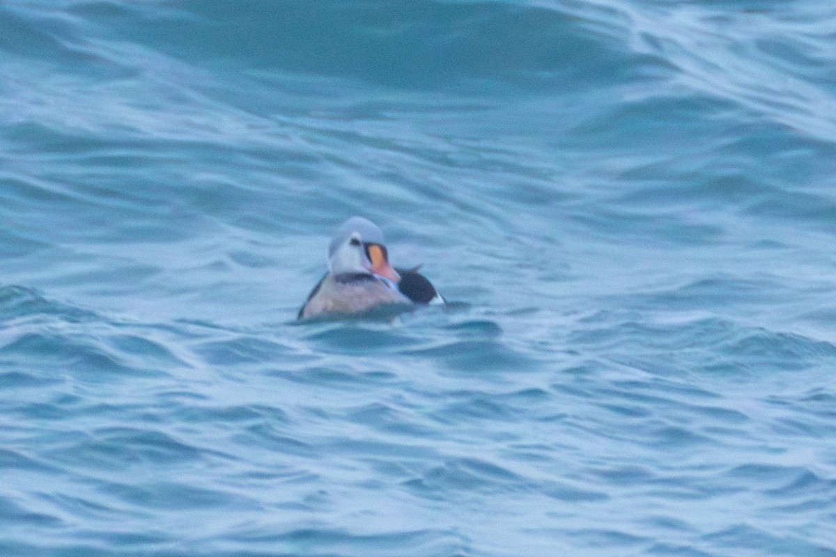 Prachteiderente - ML646959319