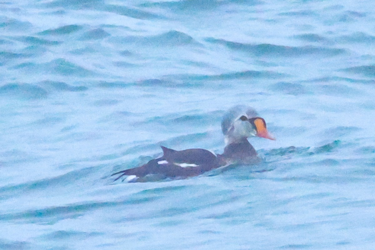 Prachteiderente - ML646959320