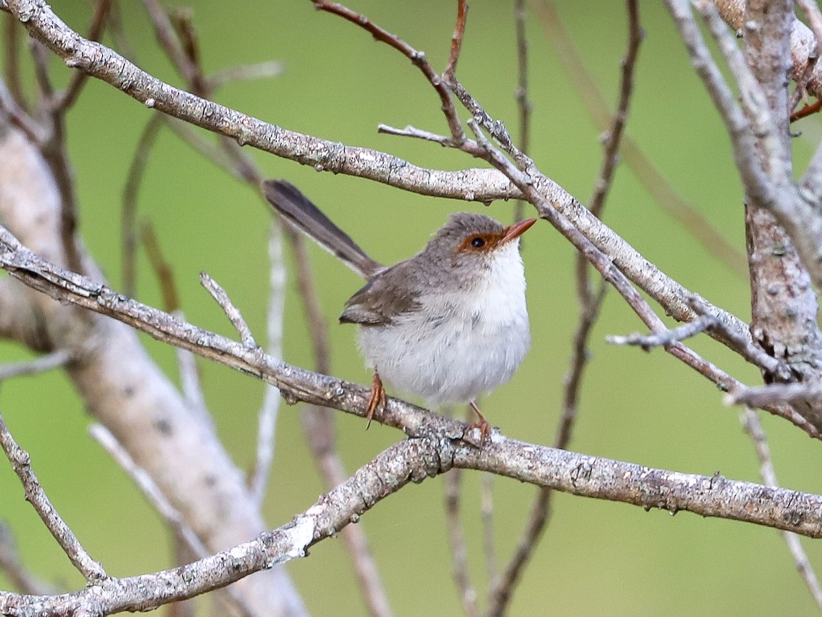 Superb Fairywren - ML646959321