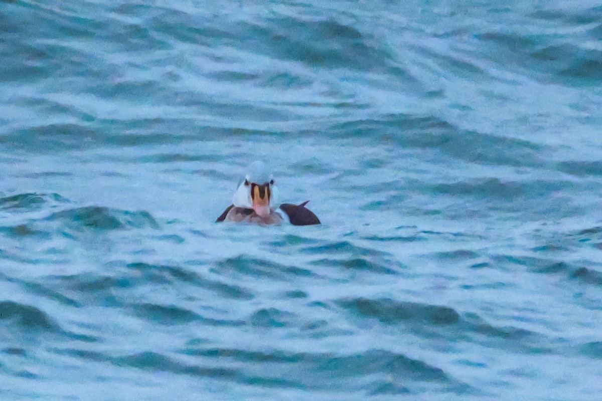 Prachteiderente - ML646959322