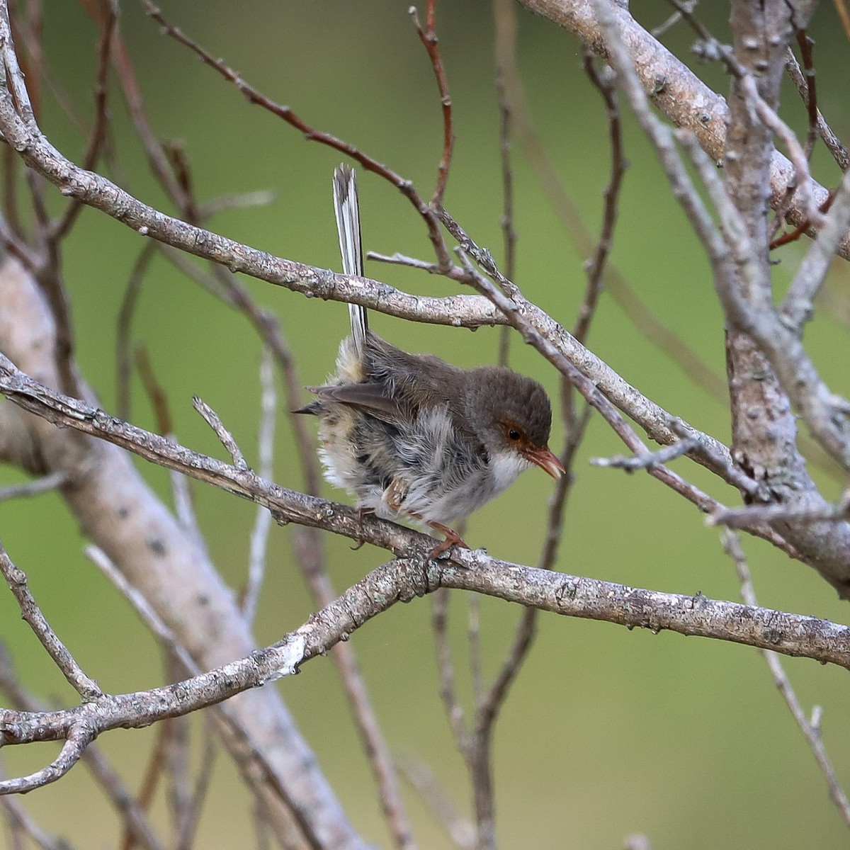 Superb Fairywren - ML646959323