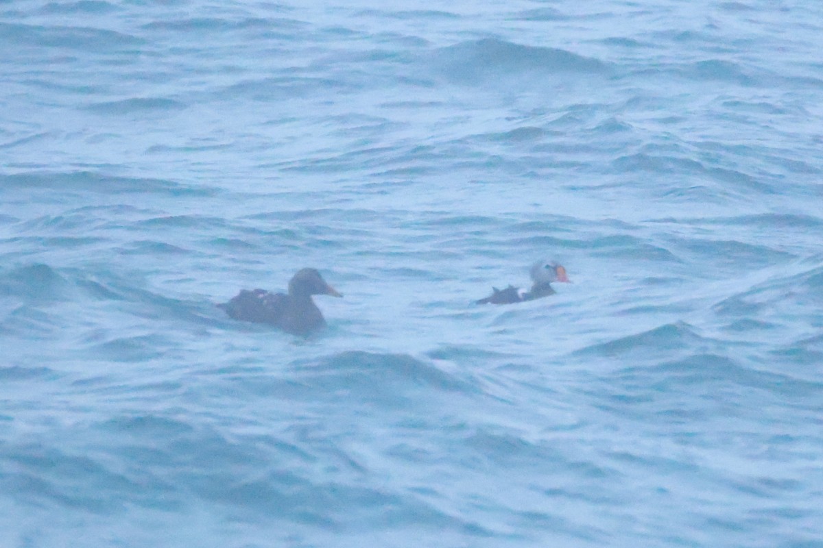 Prachteiderente - ML646959324