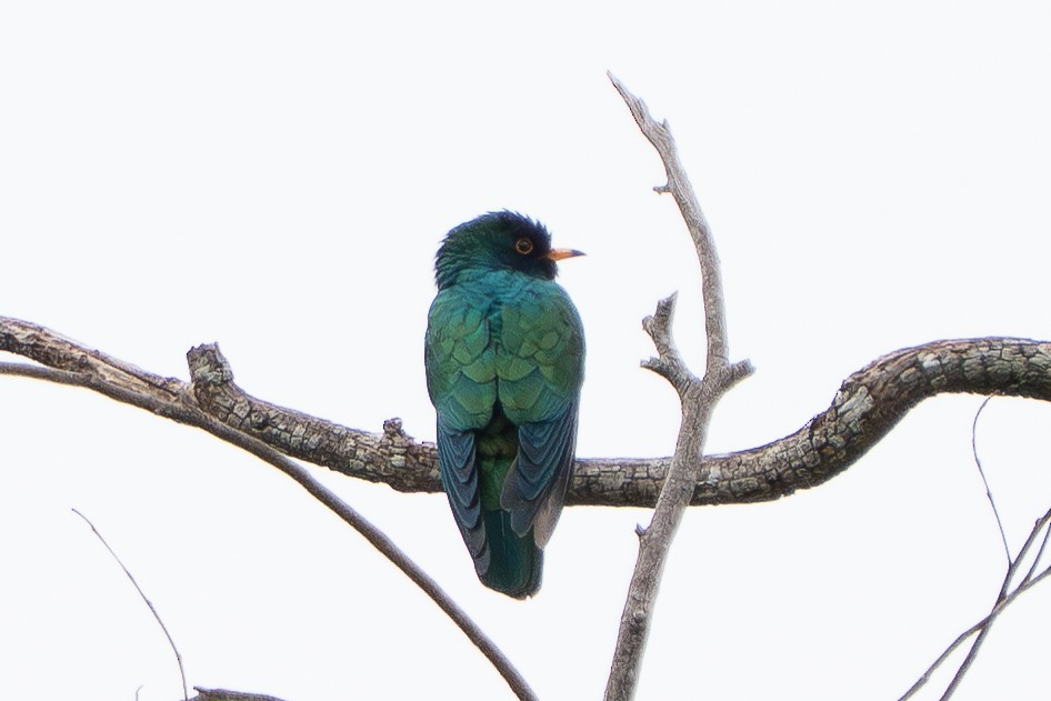 Asian Emerald Cuckoo - ML646959325