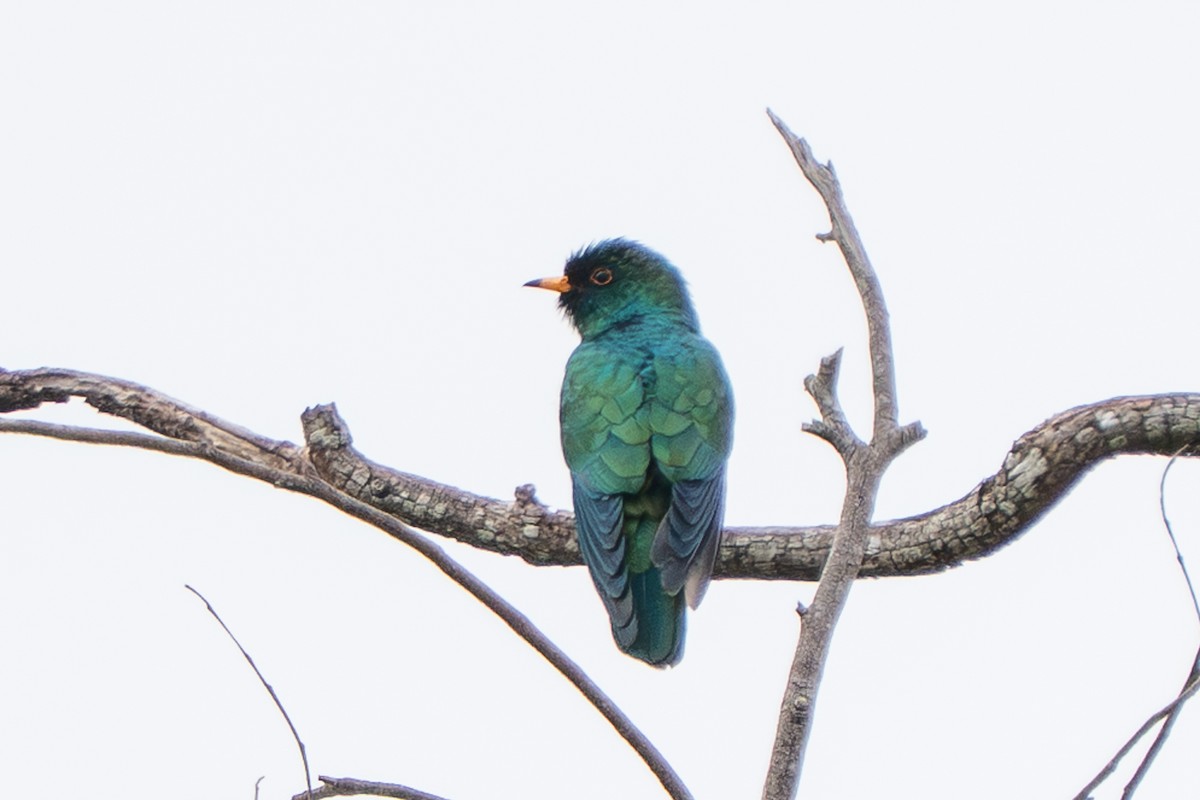 Asian Emerald Cuckoo - ML646959326