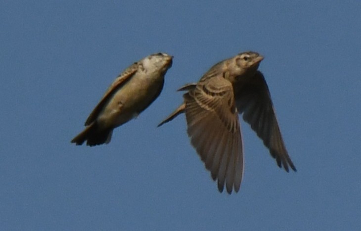 Mongolian Short-toed Lark - ML646959327