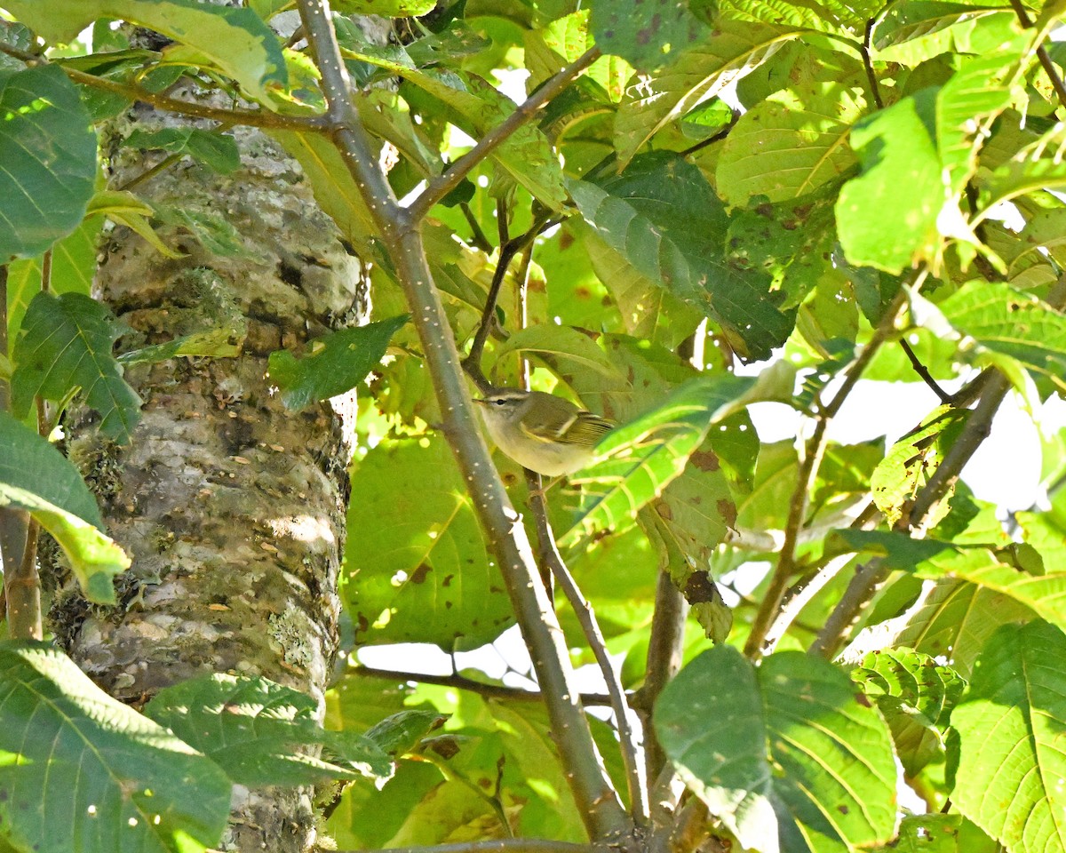 rododendronsanger - ML646959329