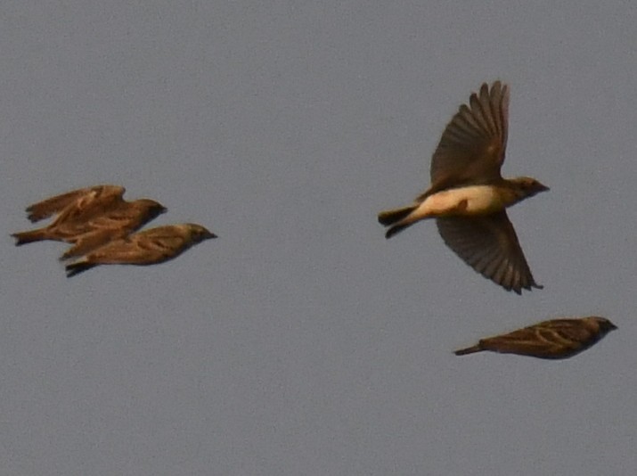 Mongolian Short-toed Lark - ML646959332