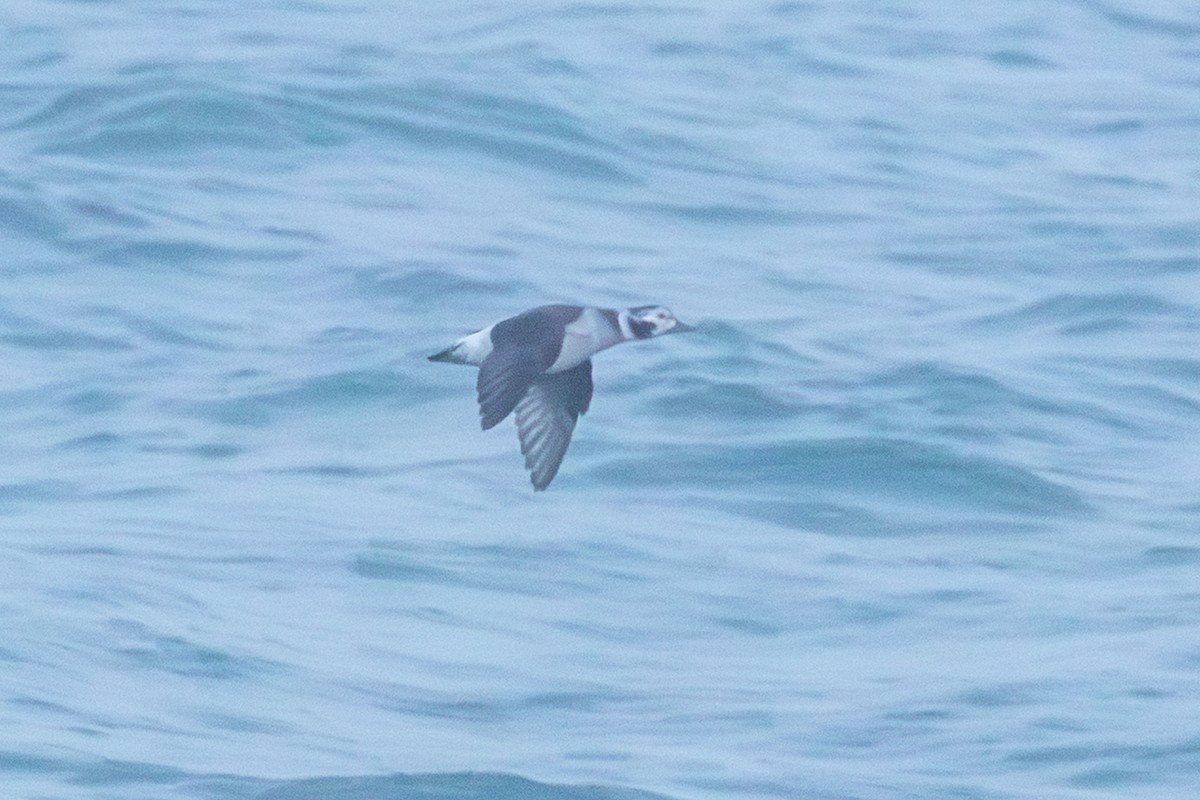 Eisente - ML646959333