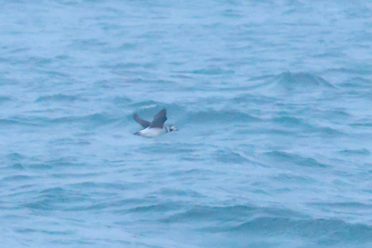 Eisente - ML646959334