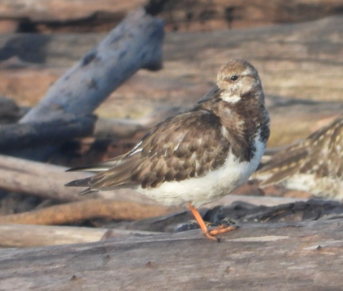 Камнешарка - ML646959335