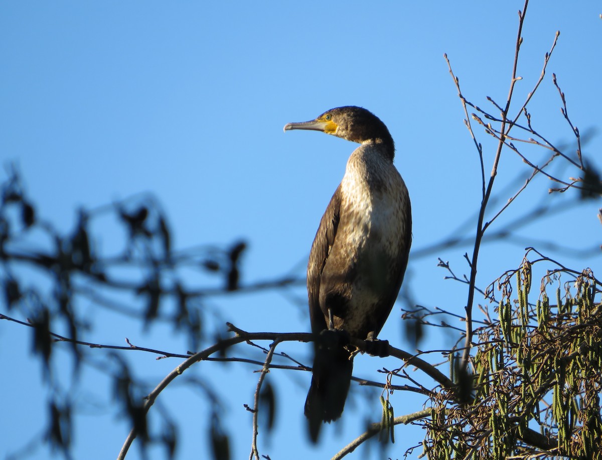 kormorán velký - ML646959337