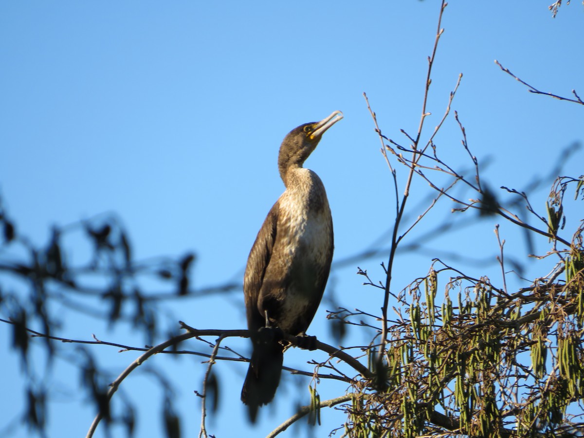 kormorán velký - ML646959340