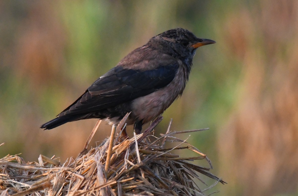 Rosy Starling - ML646959342